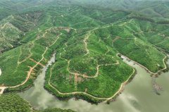 武陵镇：“油茶+N”新路子经济加“油”新动