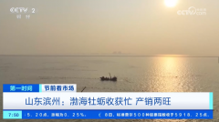 渔平易近加紧收成牡蛎、捕捞鲜鱼 喜送丰收 备和