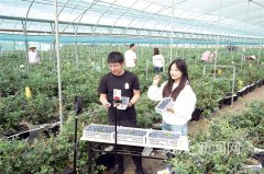 小蓝莓撬动80余亿元大财产